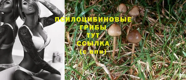PSILOCYBIN Тихвин